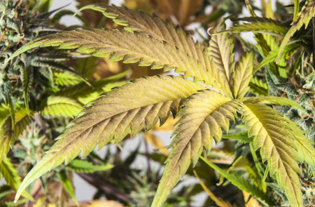 Blooming female cannabis indica plant.の写真素材