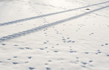 Single car tracks in fresh white snowの写真素材