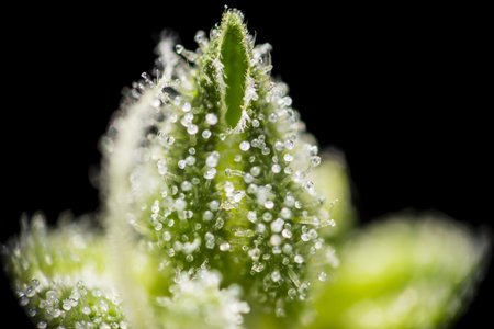 Macro closeup of trichomes on top of cannabis indica bud.の写真素材