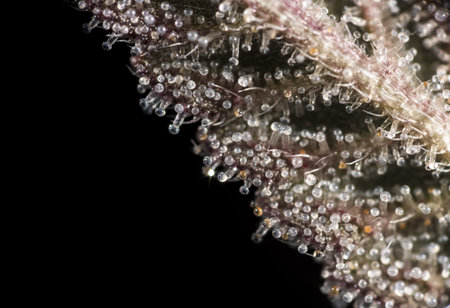 Macro closeup of trichomes on cannabis indica leaf.