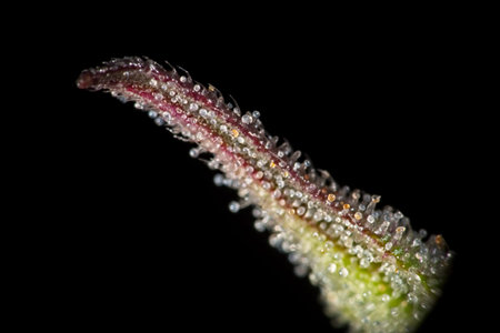 Macro closeup of trichomes on cannabis indica leaf on black background.