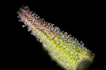 Macro closeup of trichomes on cannabis indica leaf on black background.の写真素材