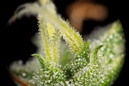 Macro closeup of trichomes on cannabis indica leaf and buds.の写真素材