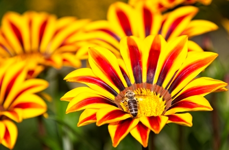 Honey bee in flight near yellow and orange garden flowers collecting pollen.の写真素材