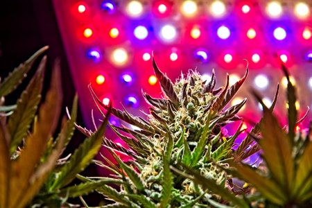 Mature cannabis female plant buds under LED lighting