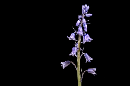 Blue bell flower stem on black backgroundの写真素材