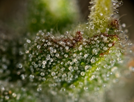 Macro close up of trichomes on female cannabis indica plant leaf, slightly violet.の写真素材