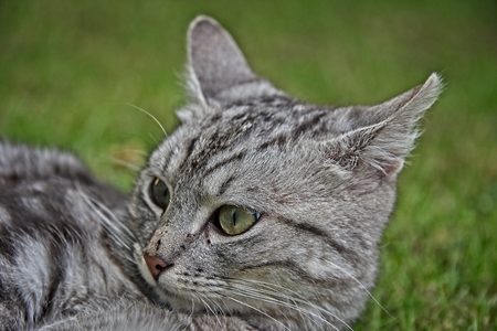 Head shot of silver tabby kitten male cat in the grass.の写真素材