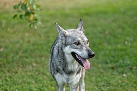Saarloos wolfdog young female standing outdoors.の写真素材
