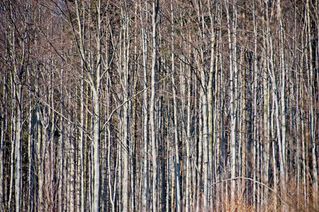 Full frame of beech tree trunks in a forest in grey colour.