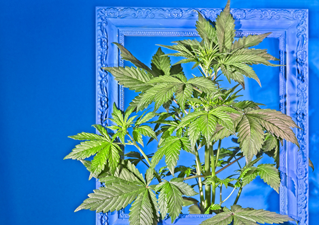 Young flowering female cannabis plant in old ornamental frame painted blueの写真素材