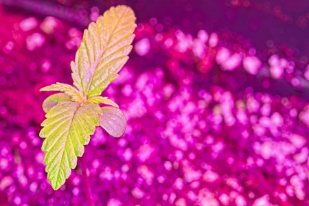 Macro of top of green and red young cannabis female plant seedling under LED light.の写真素材