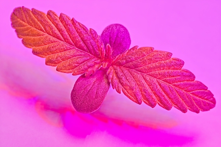 Macro of top of green and red young cannabis female plant seedling under LED light.の写真素材