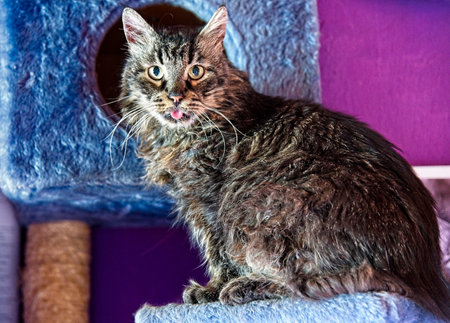 Head shot of cat - Maine coon old male on home scratcher tree.