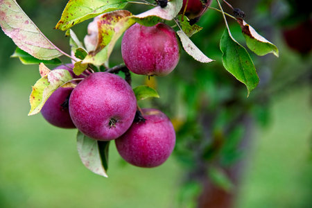 Red ripped organic apples on a tree in garden.