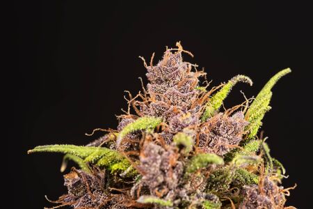 Macro close up of trichomes on bud and pistillate hair of fresh female cannabis auto flowering indica plant on black backgroundの写真素材
