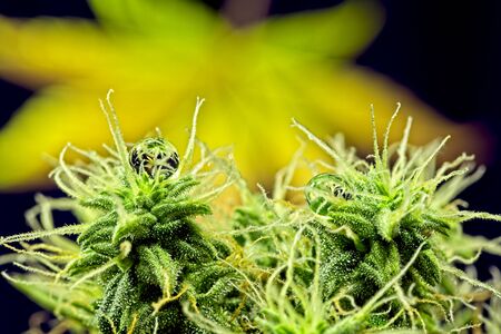 Macro close up of round water drop on female cannabis indica plant buds reflecting iconic cannabis leafの写真素材