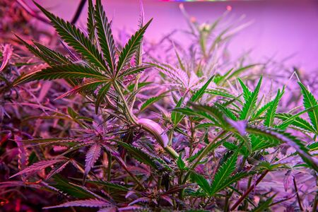 Blooming and growing cannabis autoflowering plants under LED lights indoor.の写真素材