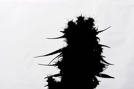 Dark silhouette of female cannabis indica plant bud.の写真素材