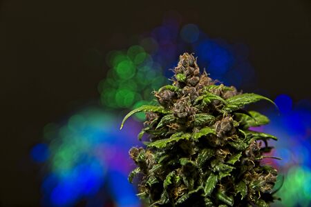 Macro close up of top bud of blooming fresh female cannabis auto - flowering indica plant with colorful lights out of focus in black backgroundの写真素材