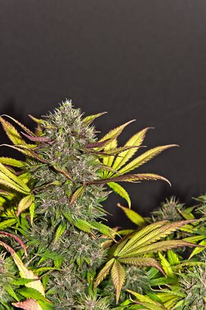 Top bud of blooming yellow and purple female cannabis indica plant on dark backgroundの写真素材