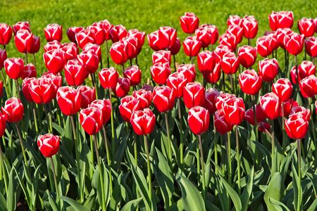 Line of red tulips with white line in fool bloom in morning sun in a dutch spring in April 2019.の写真素材
