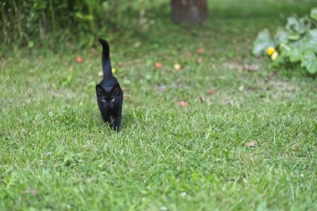 Black domestic cat kitten playing, hunting and exploring in a grass, running towards camera.の写真素材