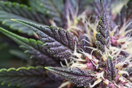 Macro close up of trichomes on purple variety of female cannabis indica plant leaf and bud