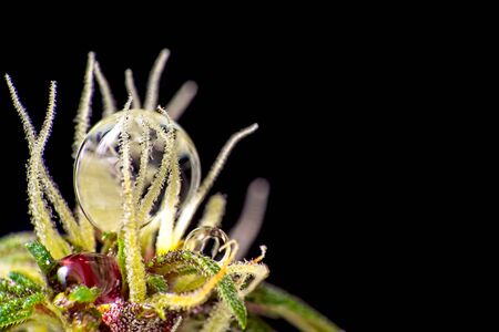 Macro close up of three round water drops on trichomes on purple female cannabis indica plant bud on black backgoundの写真素材
