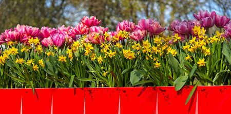 Horizontal line of pink rose tulips and yellow narcissus in morning sun in a  spring.の写真素材