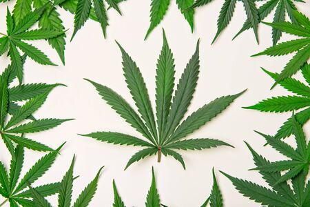 Green cannabis leafs frame with nice iconic leaf in the middle on white backgroundの写真素材