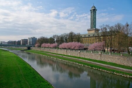 Wite and pink blooming cherry sakura trees in line in a park next to Ostrava town hall and Ostravice river in a morning.の写真素材