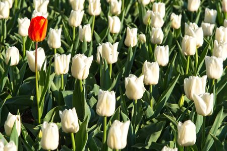 Single orange tulip among lot of pure white tulips in a fieldの写真素材