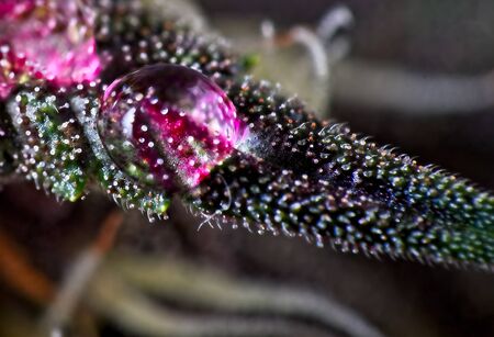 Macro close up of trichomes on purple variety of female cannabis indica plant leaf and bud with water drop.の写真素材