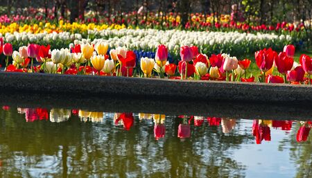 Bright colorful fielsd of tulips reflecting in a water.の写真素材