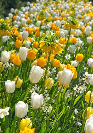 Full frame of mixture of Yellow Fritillarias among yellow and white tulips in full bloom in morning sun in a dutch spring in April 2019.の写真素材