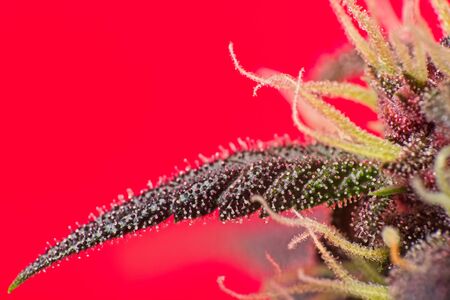 Macro close up of trichomes on purple vatriety of female cannabis indica plant leaf on red background.の写真素材