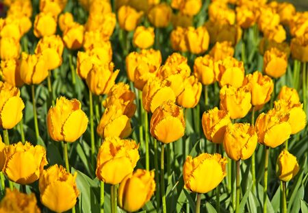 Full frame of bright yellow dutch tulips in full bloom in morning sun.の写真素材