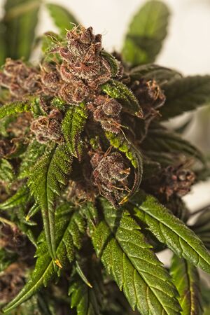 Macro close up of trichomes on nice light green and purple mature auto flowering cannabis plant on light backgroundの写真素材