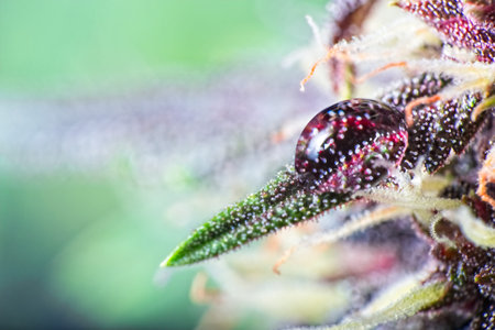 Macro close up of trichomes on purple variety of female cannabis indica plant leaf and bud with...