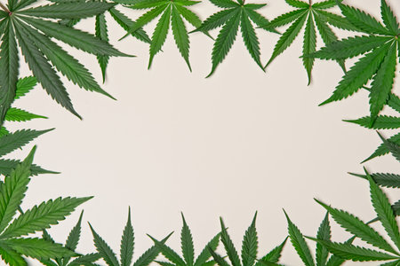 Green cannabis leafs frame with usable copy space in the middleの写真素材