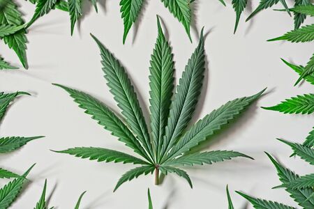 Green cannabis leafs frame with nice iconic leaf in the middle on white backgroundの写真素材