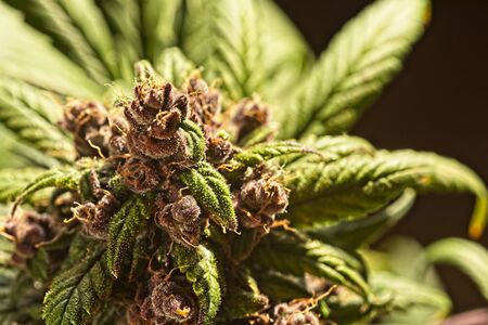 Macro close up of trichomes on nice green and purple mature auto flowering cannabis plant top buds.の写真素材