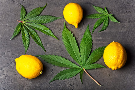 Cannabis leaves with lemons. Limonene terpene concept on gray background.の写真素材
