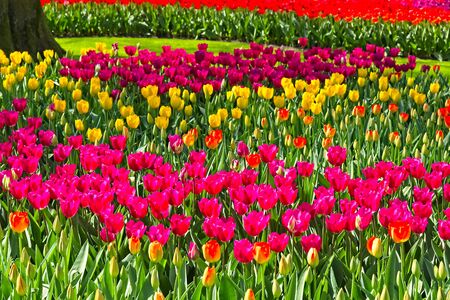 Field of pink, purple red and white tulips lit by a sun in a field in spring morning in a parkの写真素材
