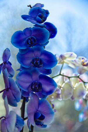 Beutiful blooming blue and white orchid (Orchideceae).の写真素材