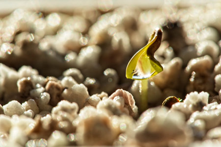 Macro close up young cannabis plant sprout with sun reflected in water drop and seed peel laying...