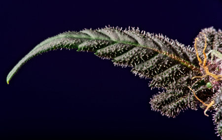 Macro close up of trichomes on purple variety of female cannabis indica plant leaf on black...