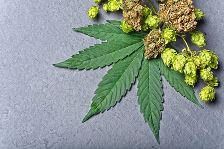 Cannabis buds and leaf with dry hoppy. Humulene terpene concept on grey background. Corner...