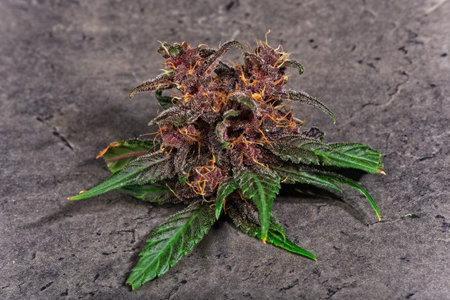 Close up of purple variety of female cannabis indica plant bud with fresh leaves. Small middle -...